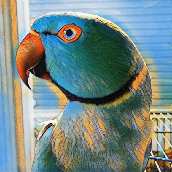 parrotlady813